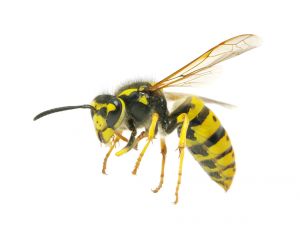 get rid of bees or wasps in your yard