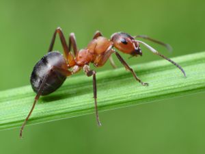 eliminate ant infestations