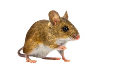 get rid of mice or rats on your property