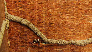 featured-3