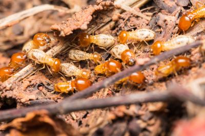 treat termites in your home