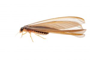 how to prevent termites