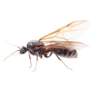 identifying termites